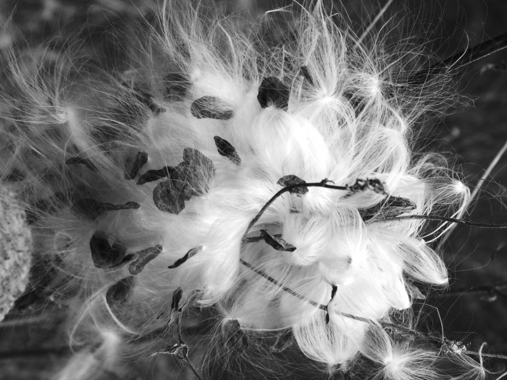 Black & white of Milkweed