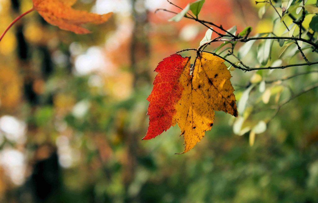 fall leafs