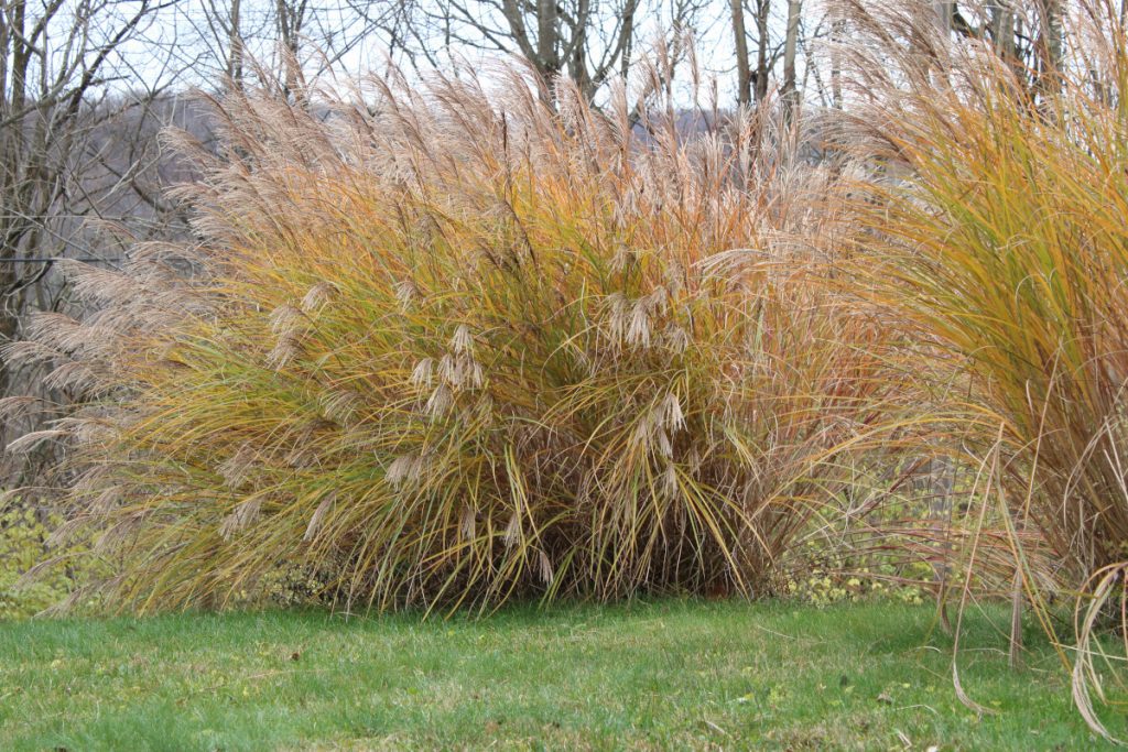 Tall Grass