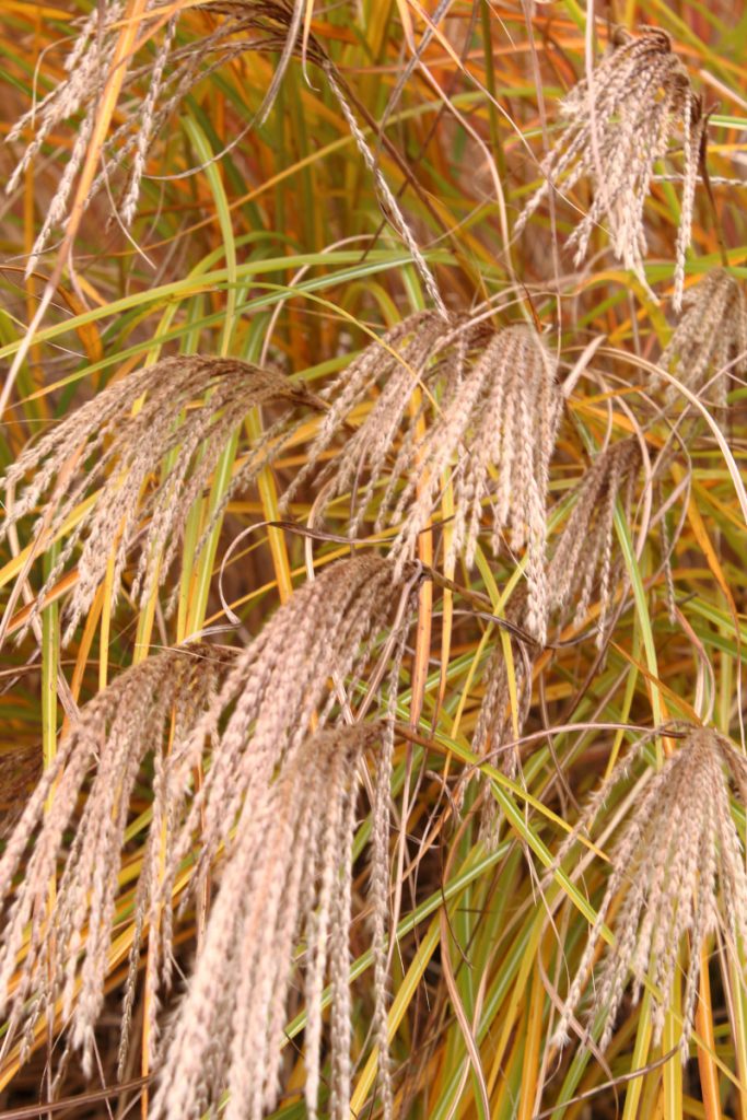 tall grass stems drooping