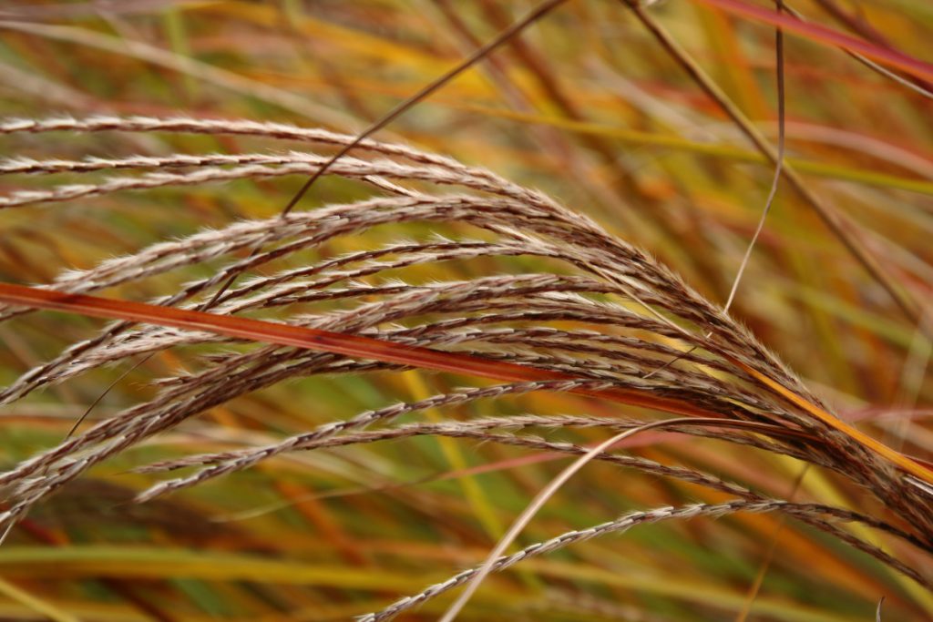 tall grass stems